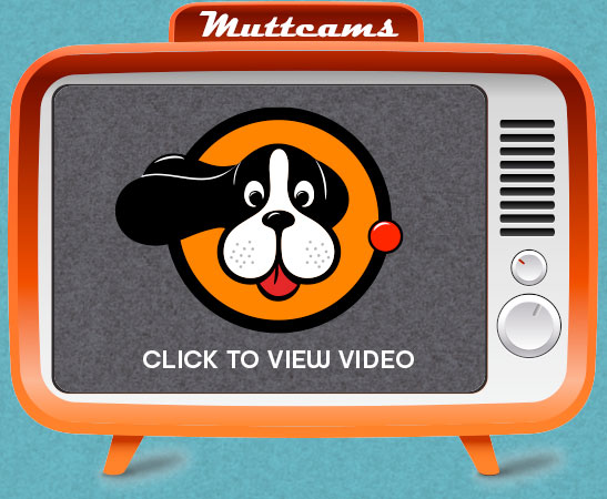 Tap to watch live Muttcams