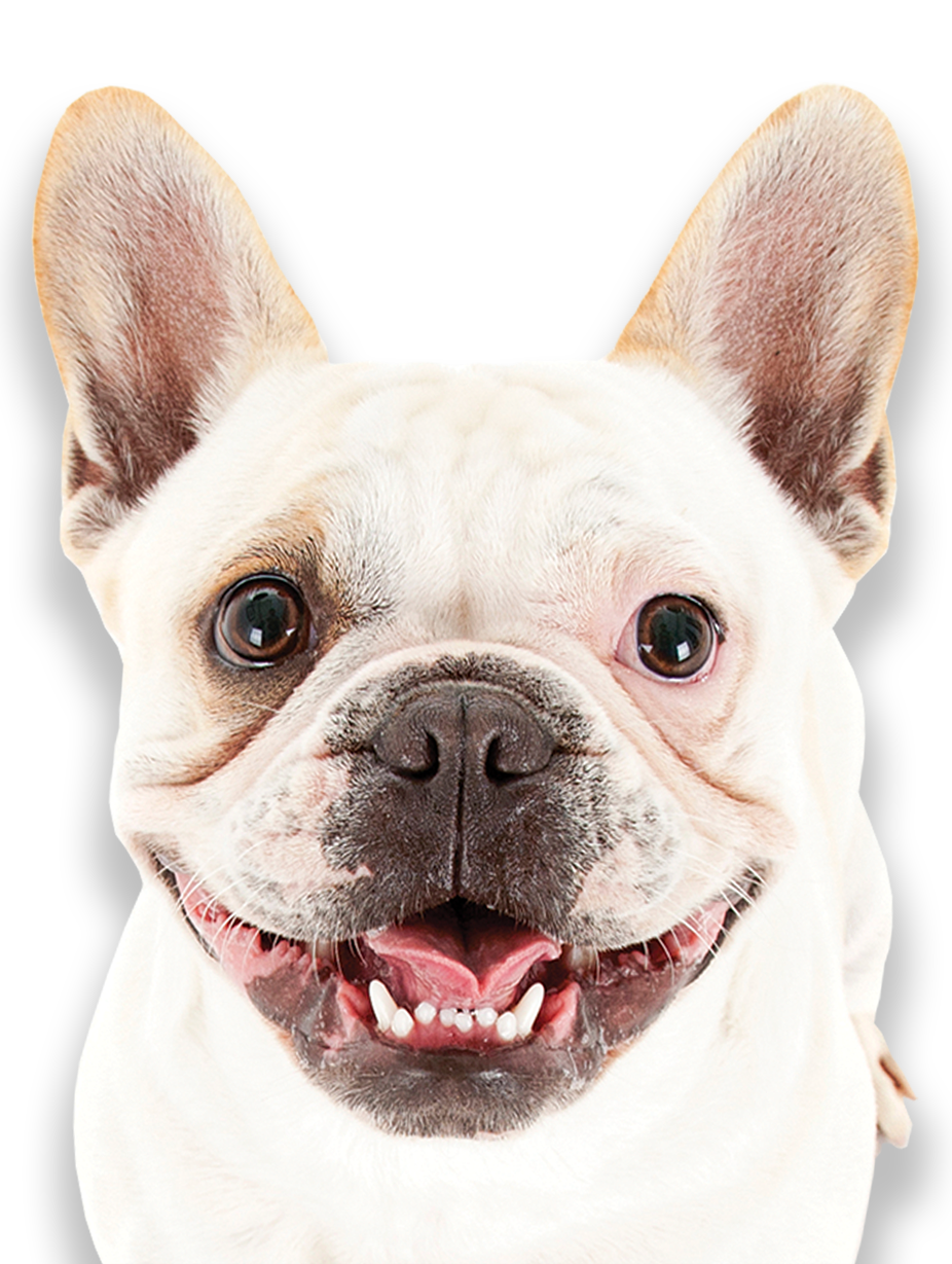 Happy dog at Camp Run-A-Mutt