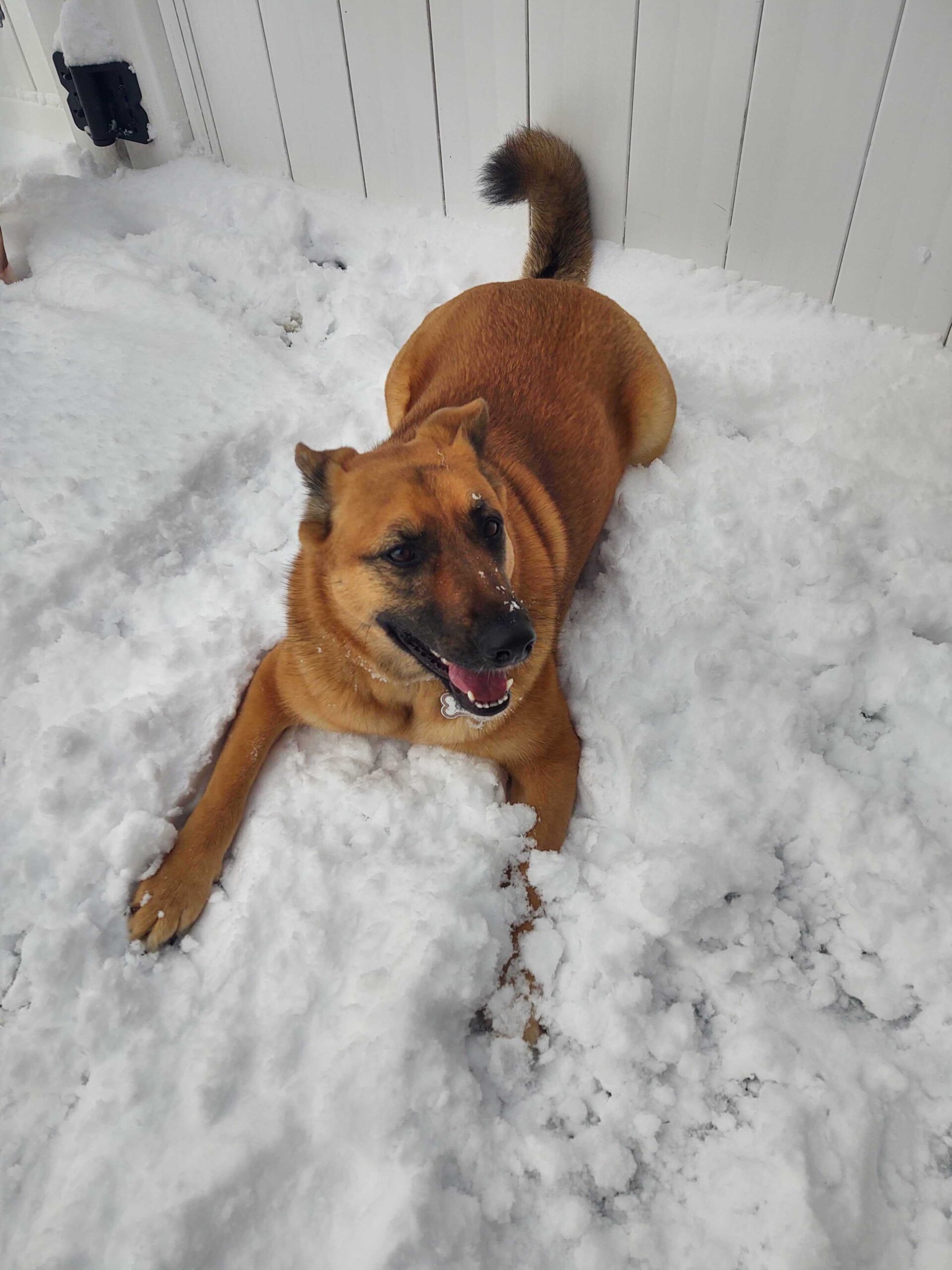 Hazel