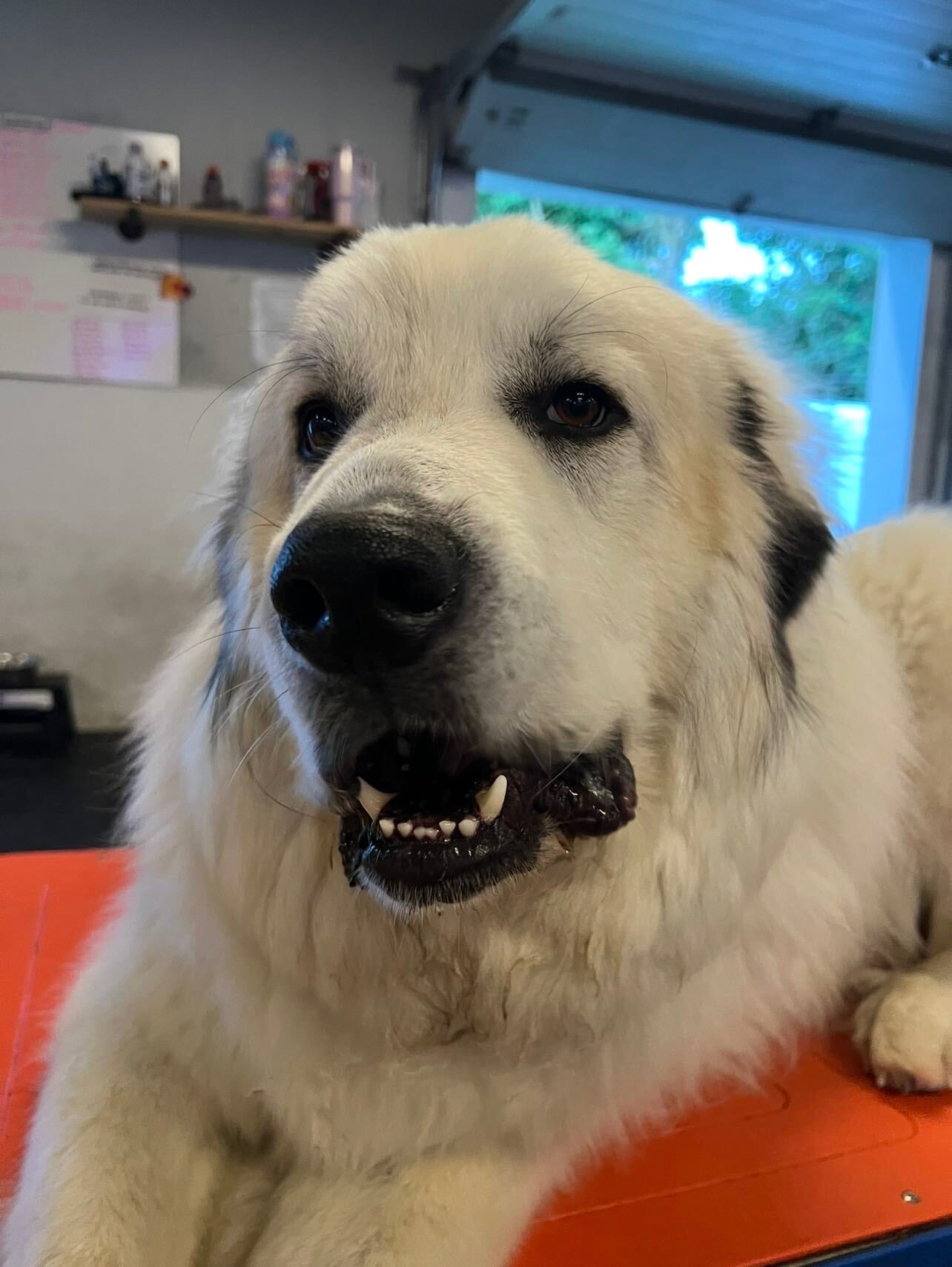 Bear