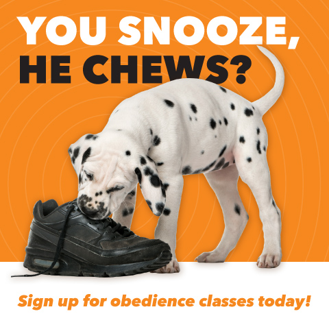 Now Offering Training Classes!